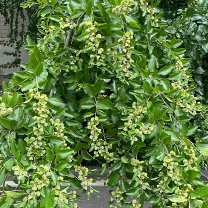 Chinese Christ's Thorn Seeds