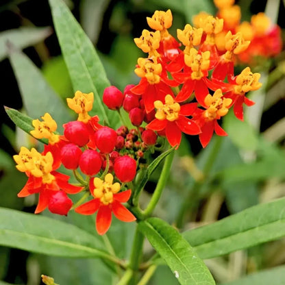 Milkweed Seeds