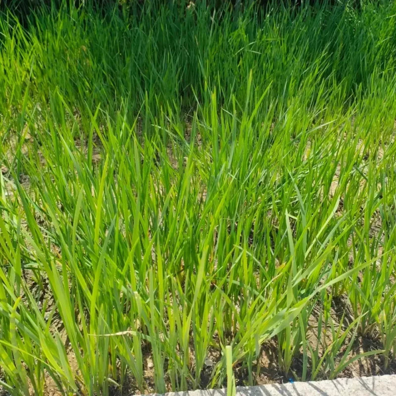 Siberian Iris Seeds