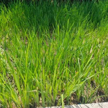 Siberian Iris Seeds