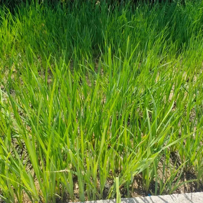 Siberian Iris Seeds