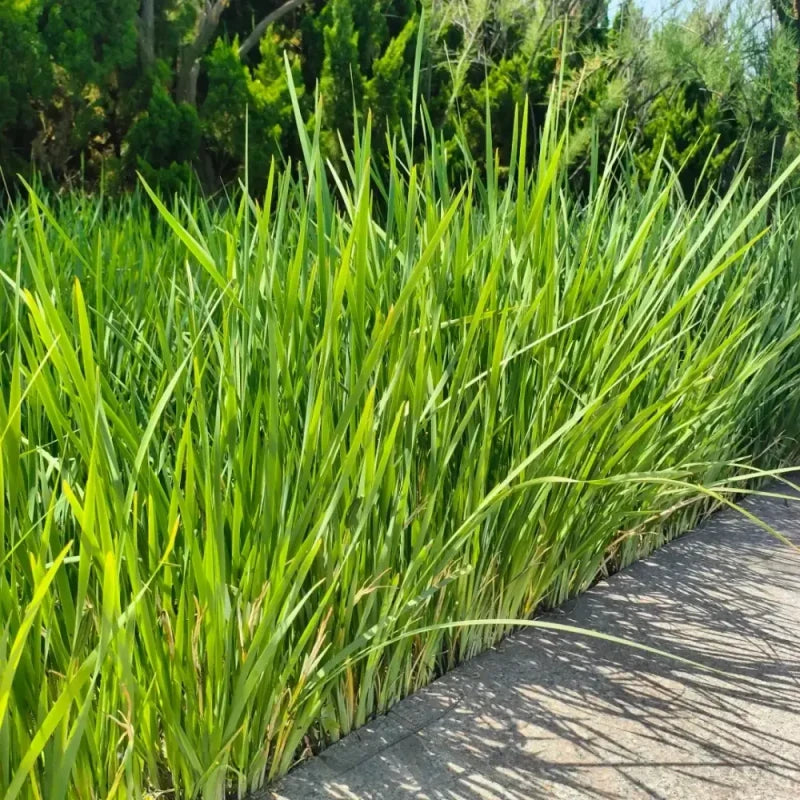 Siberian Iris Seeds