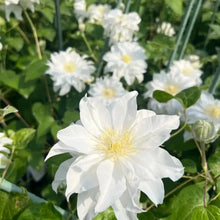 Madame Curie Clematis Seeds - Verdseeds