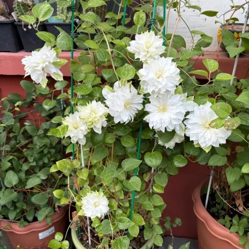 Madame Curie Clematis Seeds - Verdseeds
