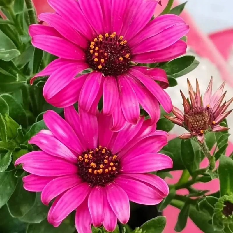 Magenta African Marigold Seeds - Verdseeds