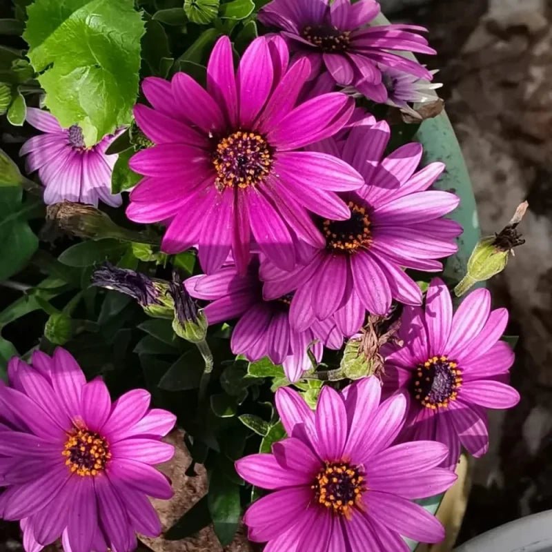Magenta African Marigold Seeds - Verdseeds
