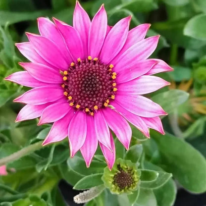 Magenta African Marigold Seeds - Verdseeds