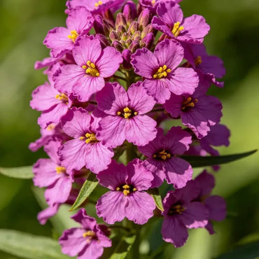 Magenta Candytuft Seeds - Verdseeds