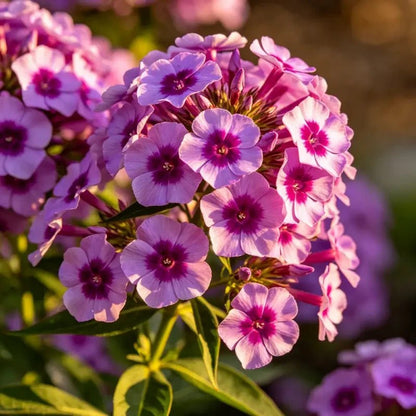 Magenta Candytuft Seeds - Verdseeds