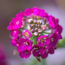Magenta Catchfly Seeds - Verdseeds