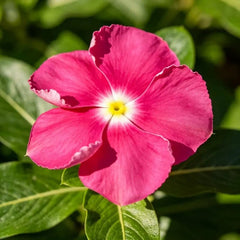 Magenta Catharanthus roseus (Madagascar Periwinkle) Seeds - Verdseeds