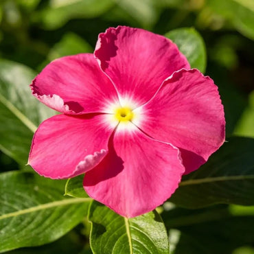 Magenta Catharanthus roseus (Madagascar Periwinkle) Seeds - Verdseeds