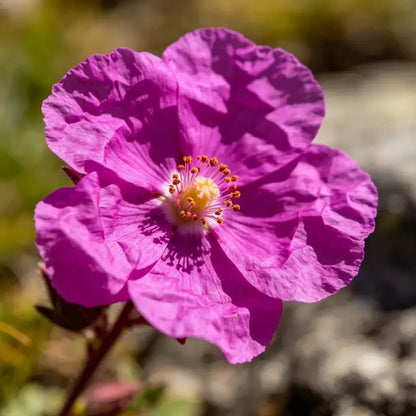 Magenta Elegant Clarkia Seeds - Verdseeds