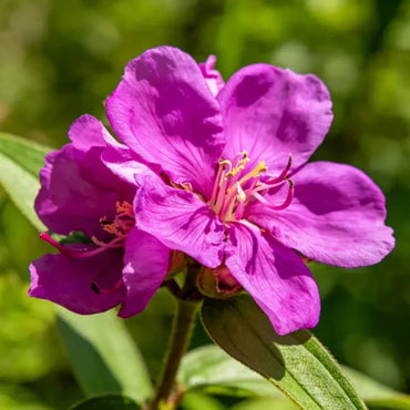 Magenta Elegant Clarkia Seeds - Verdseeds