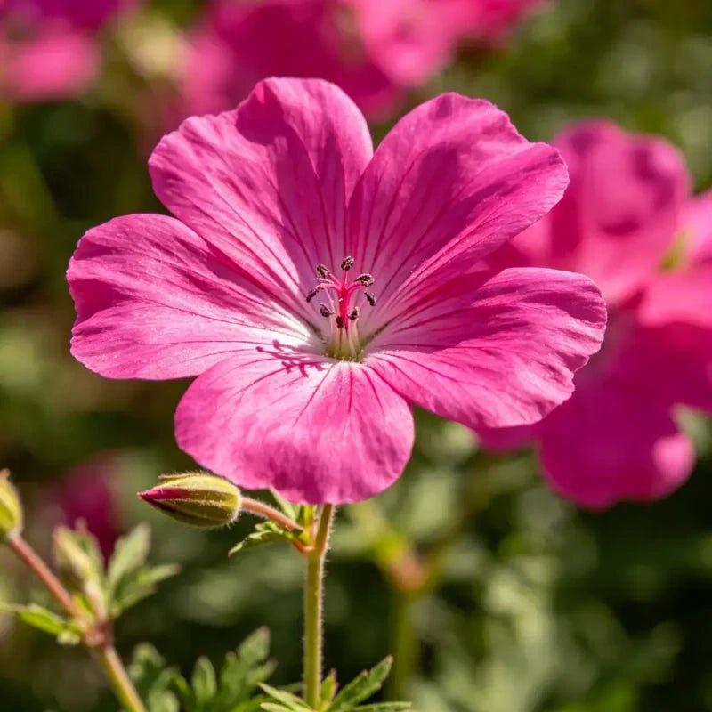 Magenta Large - flowered Lychnis Seeds - Verdseeds