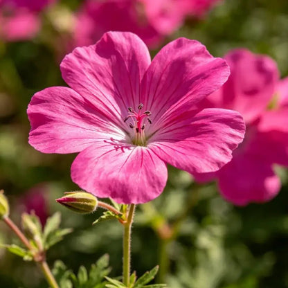 Magenta Large - flowered Lychnis Seeds - Verdseeds