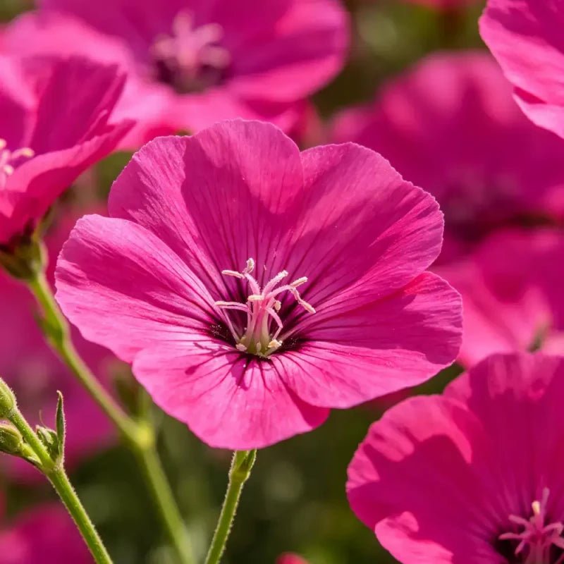 Magenta Large - flowered Lychnis Seeds - Verdseeds