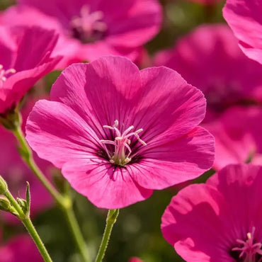 Magenta Large - flowered Lychnis Seeds - Verdseeds