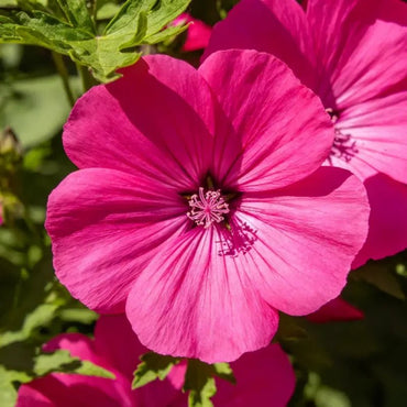 Magenta Large - flowered Lychnis Seeds - Verdseeds