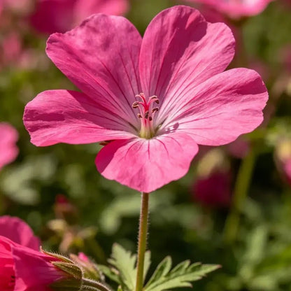 Magenta Large - flowered Lychnis Seeds - Verdseeds