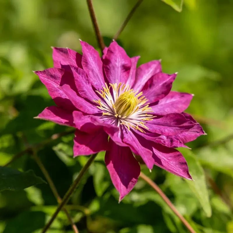Magenta Love - in - a - Mist Seeds - Verdseeds