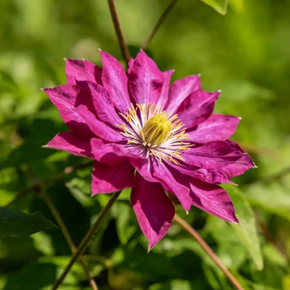 Magenta Love - in - a - Mist Seeds - Verdseeds
