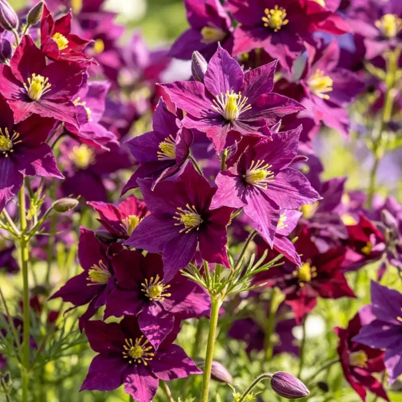 Magenta Love - in - a - Mist Seeds - Verdseeds