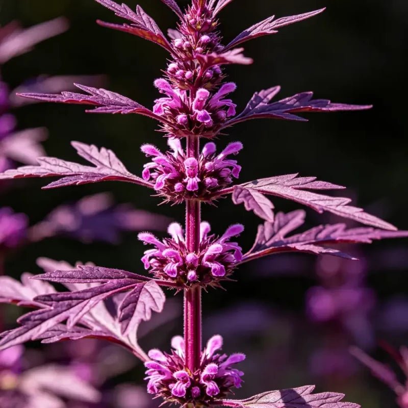 Magenta Motherwort Seeds - Verdseeds