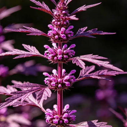 Magenta Motherwort Seeds - Verdseeds