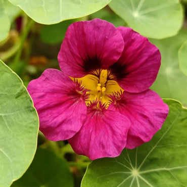 Magenta Nasturtium Seeds - Verdseeds
