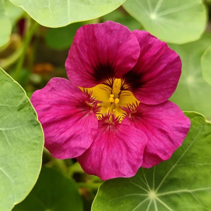 Magenta Nasturtium Seeds - Verdseeds