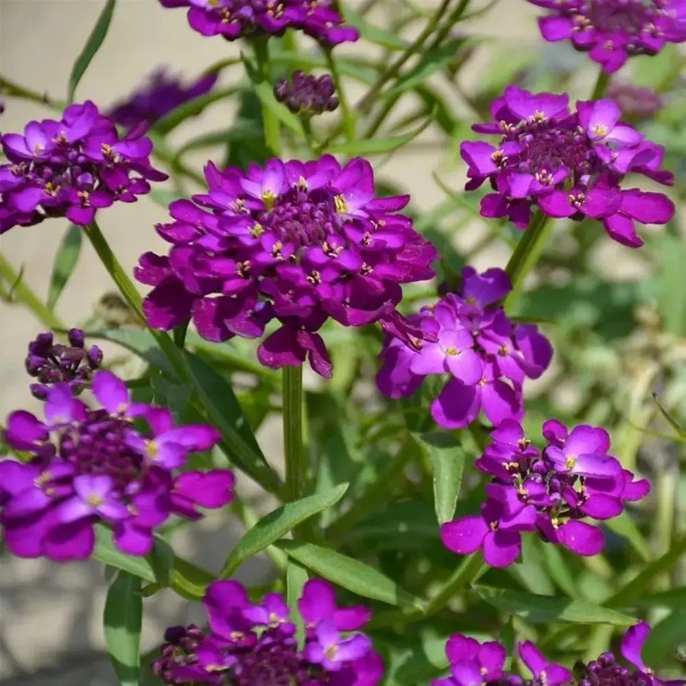 Magenta Purple Catchfly Seeds - Verdseeds