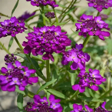 Magenta Purple Catchfly Seeds - Verdseeds