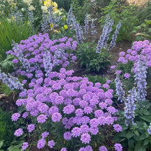Magenta Purple Catchfly Seeds - Verdseeds