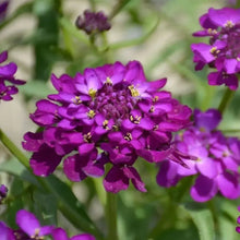 Magenta Purple Catchfly Seeds - Verdseeds