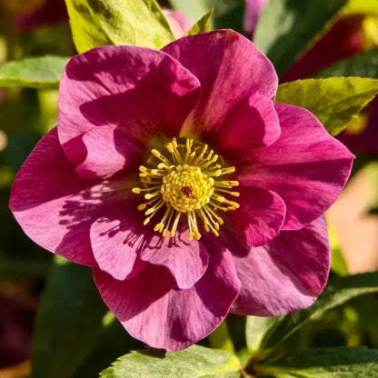 Magenta Scabiosa Seeds - Verdseeds