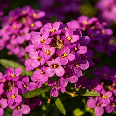 Magenta Sweet Alyssum Seeds - Verdseeds