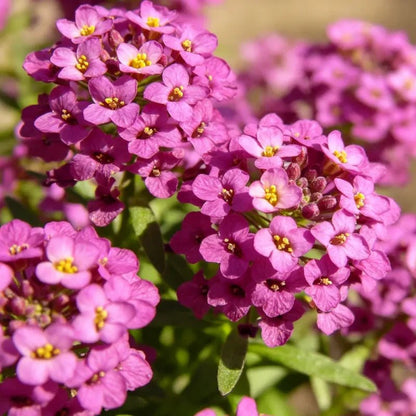 Magenta Sweet Alyssum Seeds - Verdseeds