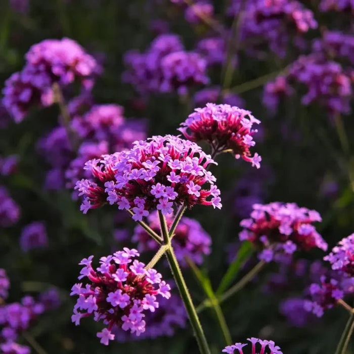 Magenta Verbena Seeds - Verdseeds