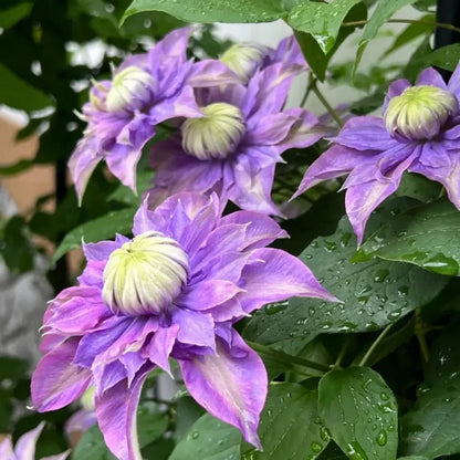 Magic Fountain Clematis Seeds - Verdseeds