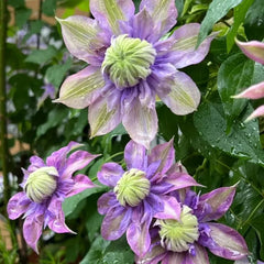Magic Fountain Clematis Seeds - Verdseeds