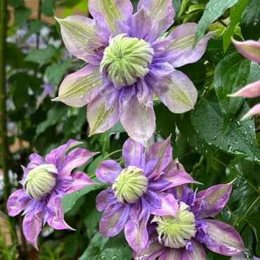 Magic Fountain Clematis Seeds - Verdseeds