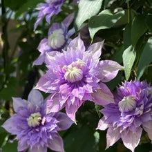 Magic Fountain Clematis Seeds - Verdseeds