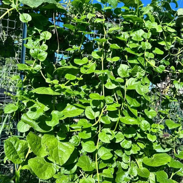 Malabar Spinach Seeds - Verdseeds