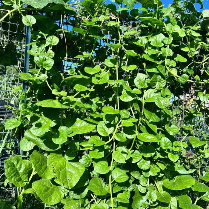 Malabar Spinach Seeds - Verdseeds
