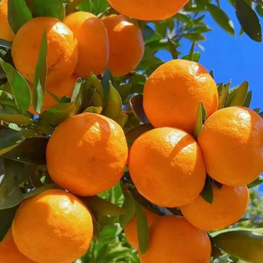 Mandarin Orange Seeds - Verdseeds