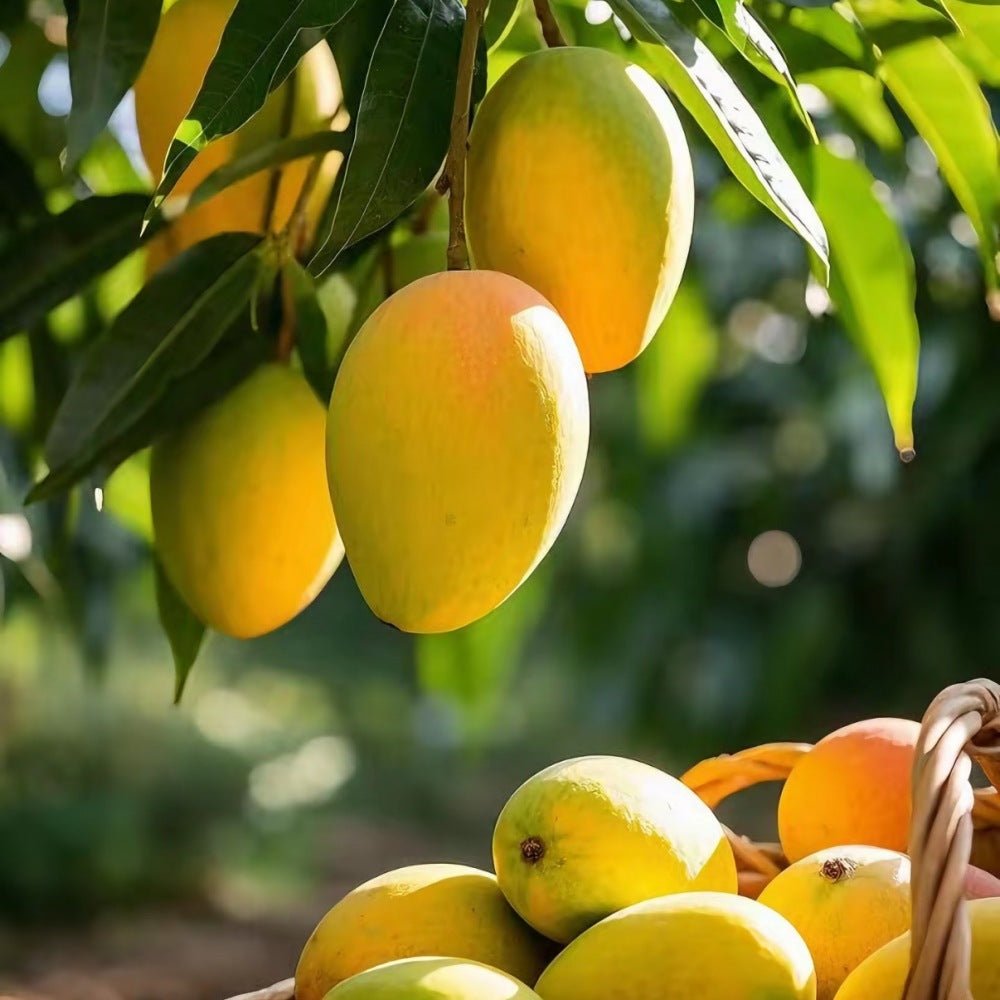 Mango Seeds - Verdseeds