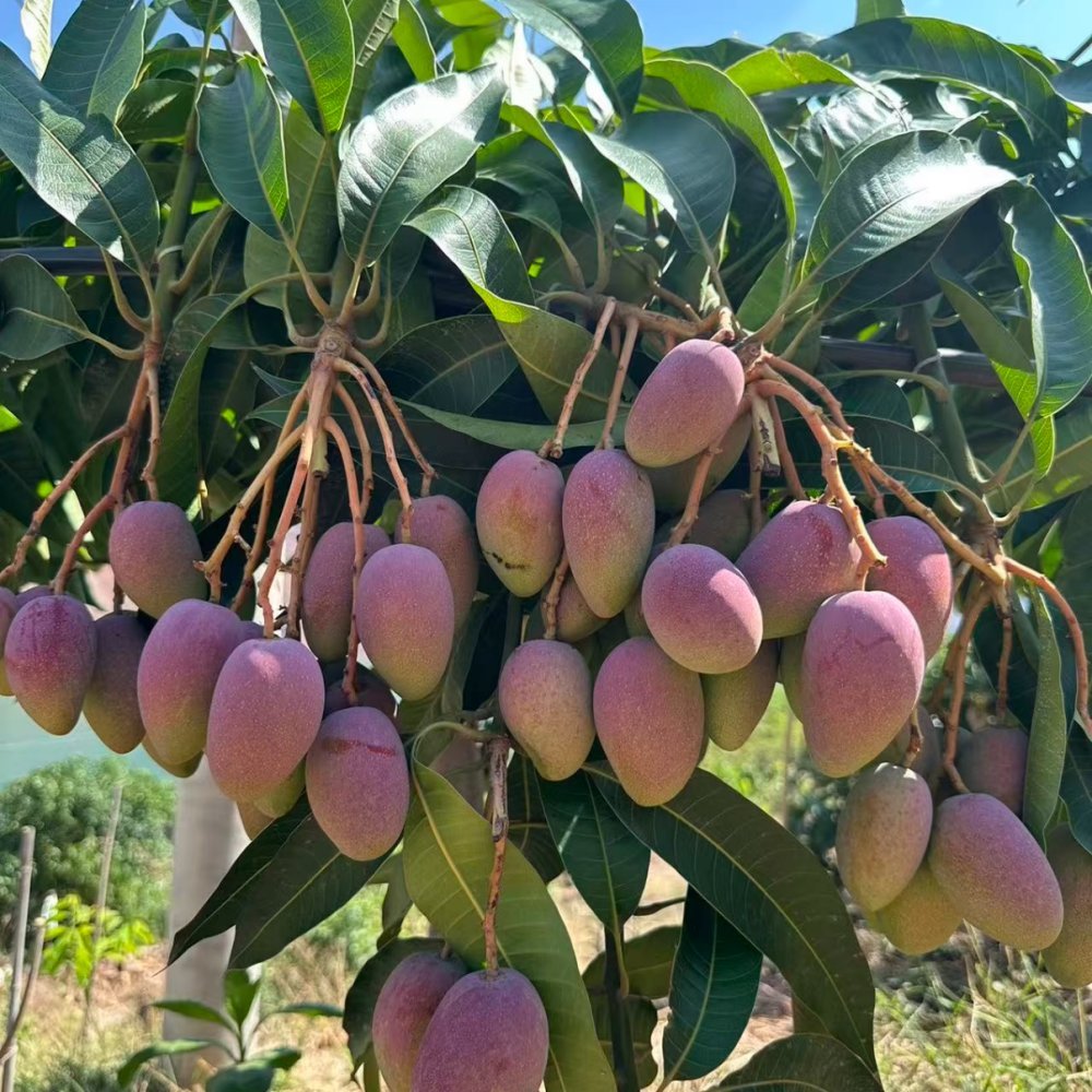 Mango Seeds - Verdseeds