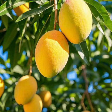 Mango Seeds - Verdseeds