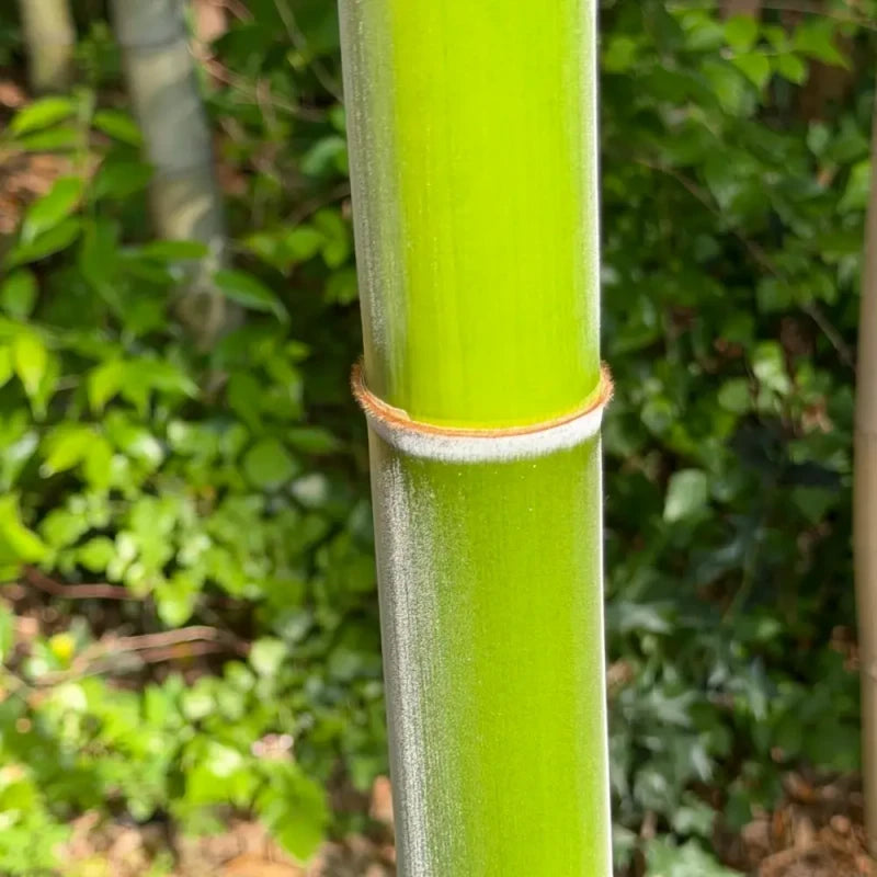 Moso Bamboo Seeds